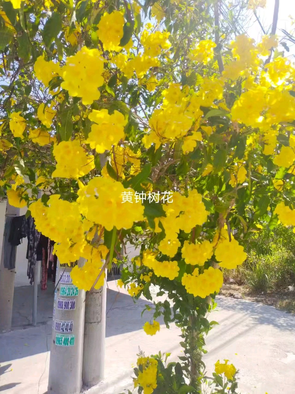 【翰林国粹诗社】诗人陈衍统个人专辑《三十七》咏百花专刊(实花系列十)（图16）