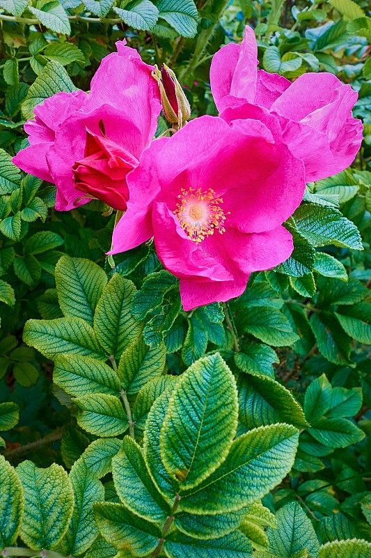 吳華龍(广东茂名)——第三十九锦集！🌷（图3）