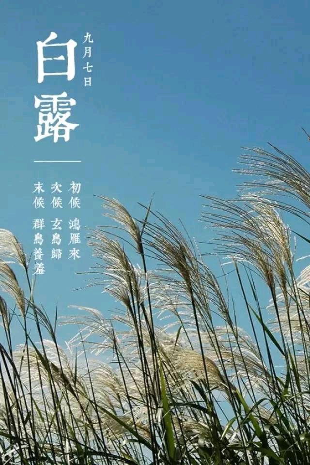【笑声笑语】散文：白露为霜（笑青/河北）（图2）