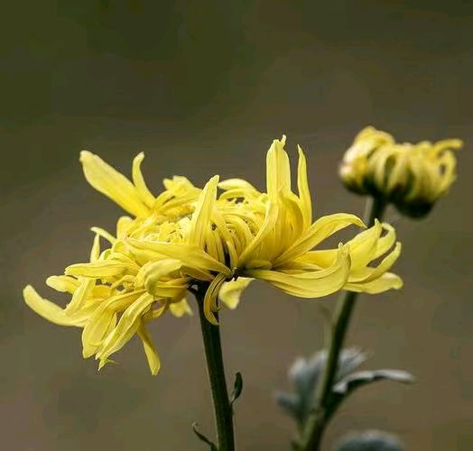 排律· 金秋时节 作者‖周大策（图4）