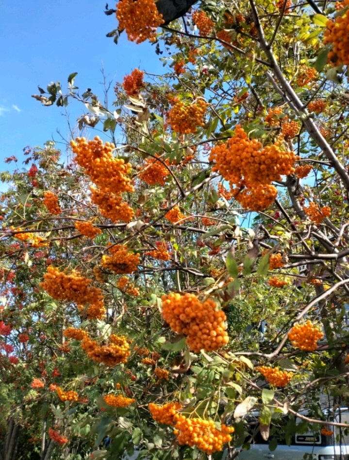 鹧鸪天·霜天咏花楸果（图12）