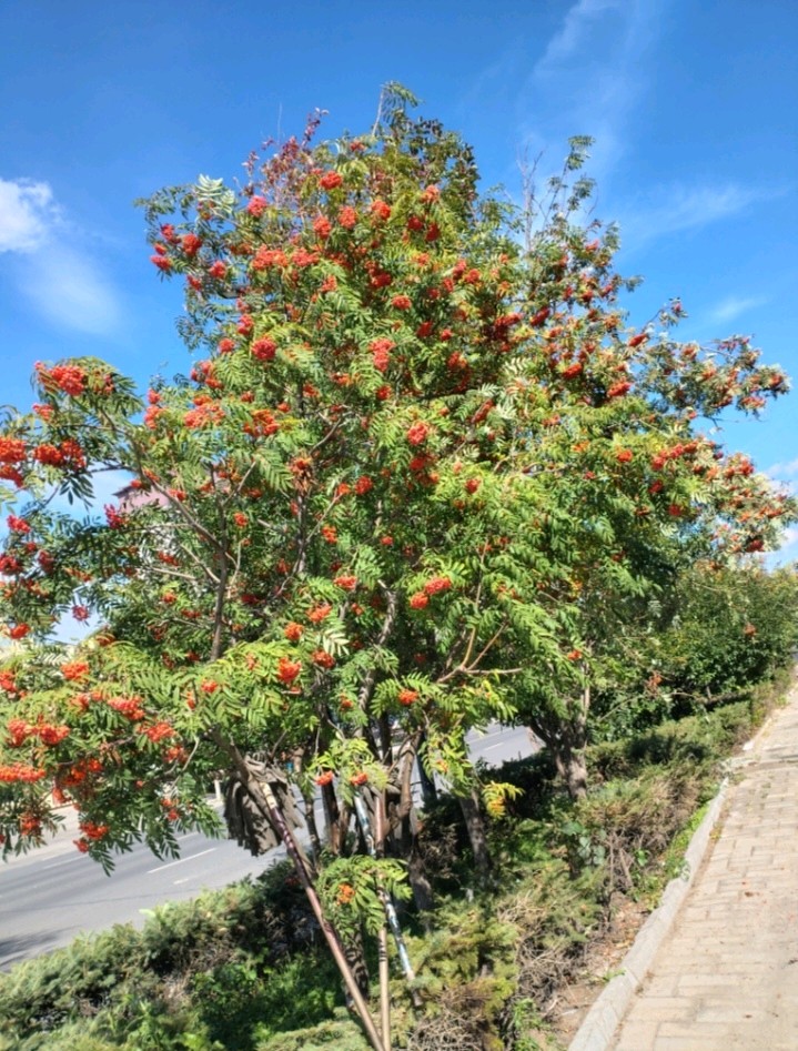 鹧鸪天·霜天咏花楸果（图4）