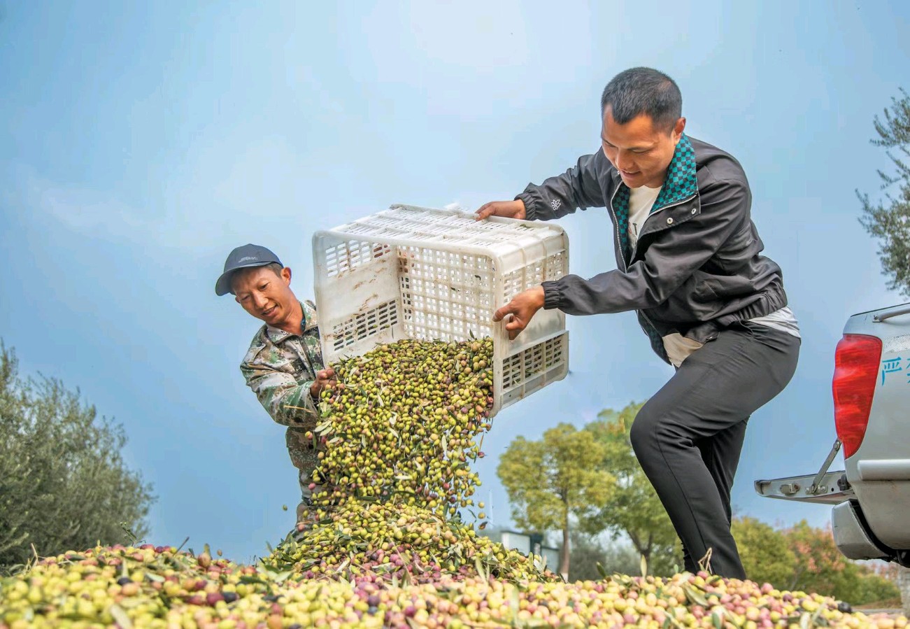 橄榄的内在品格 王方（图3）
