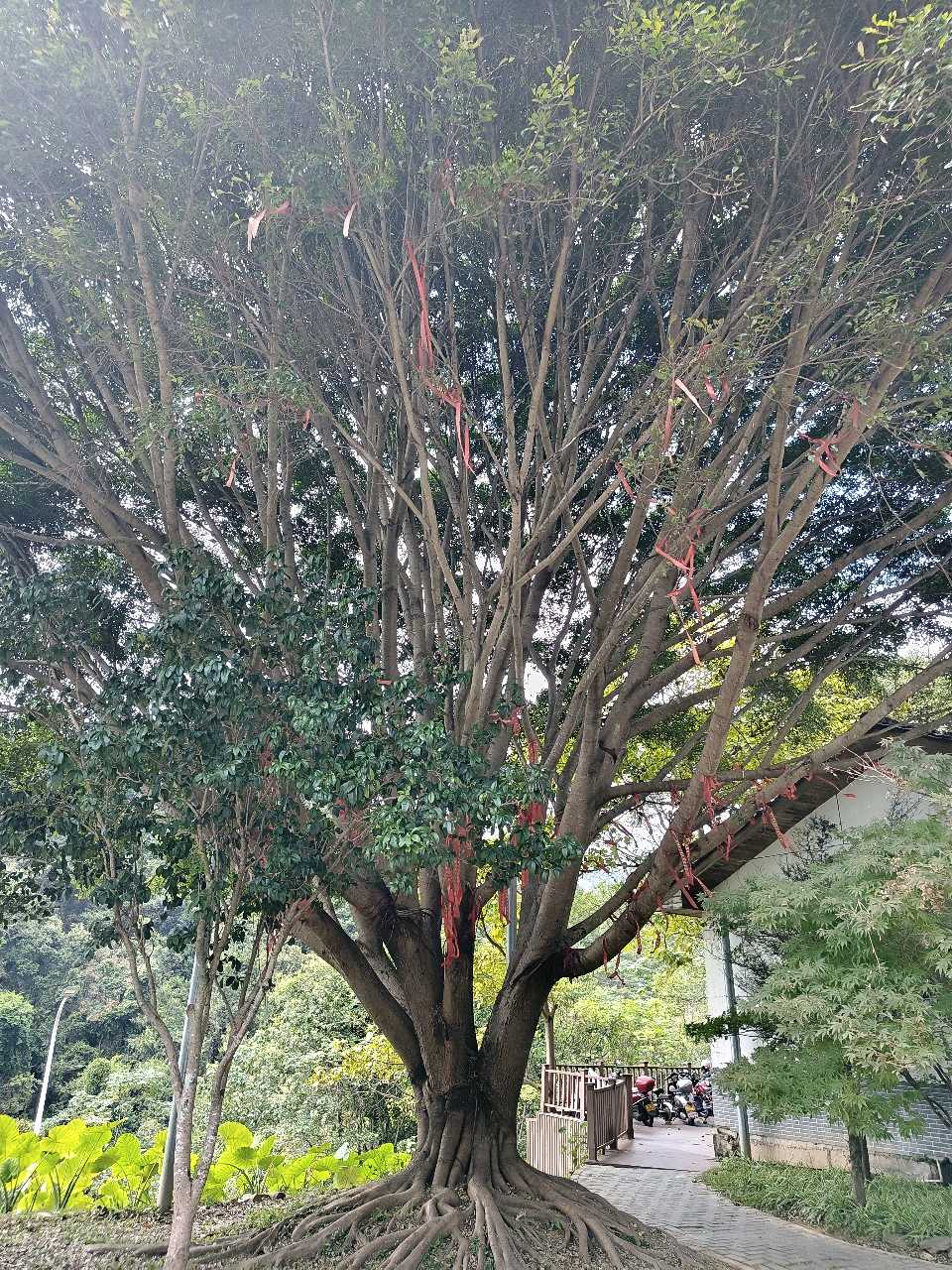 江西大余:丫山蝶变(图130)