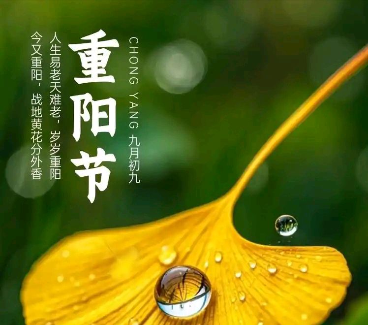 【重阳节专刊6】【诗词鉴赏】《独行石径觅秋芳——边丽萍〈七律·重阳〉赏析》文: 强军/陕西宝鸡(图4)