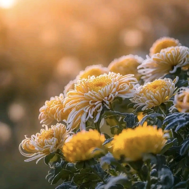 【原创歌曲】《咏菊》作词‖曹万年 作曲&视频制作‖王夏生 演唱‖AI(图2)