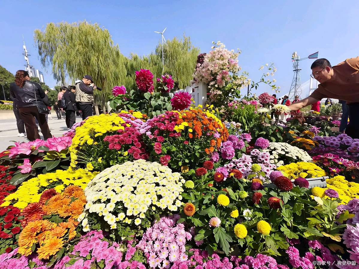 欣赏刘国星老师律诗·大连劳动公园赏菊（图3）
