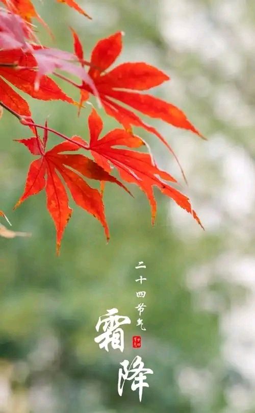 《山水怡情》文学社第45期 霜降 霜染枫林添秀色；风摇菊蕊溢清香。（图3）