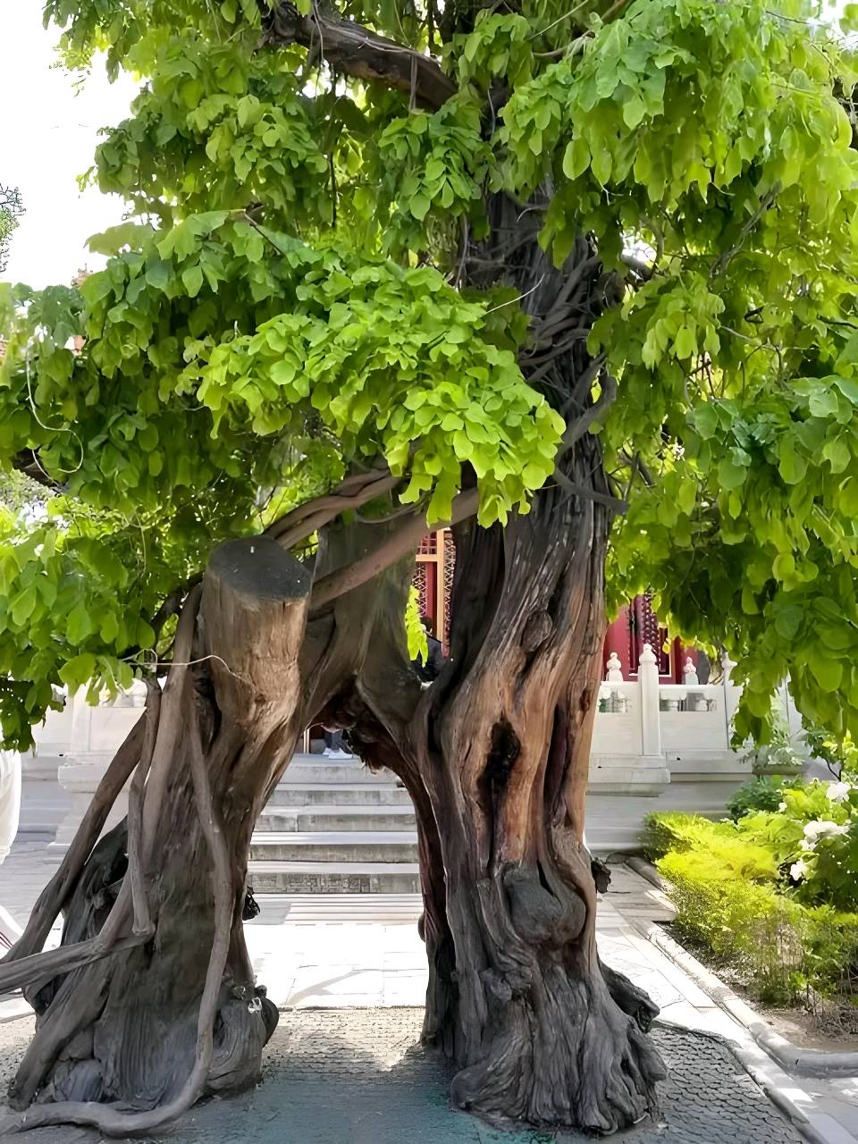 情侣树 作者:星出而作 诵读:老菩提 桓桓(图9)