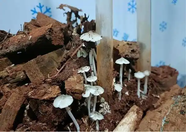 名家精作《食用菌菌种角变(sectoring)现象》文/路等学(兰州)编辑制作:段广亭【都市头条采菊东篱文学社】(图7)