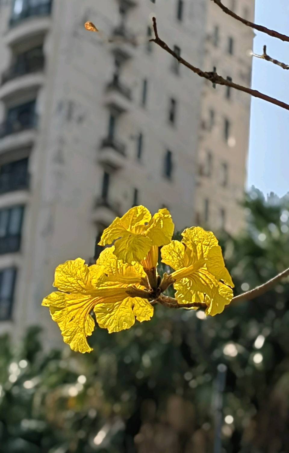 浣溪沙 . 黄花依旧（二首）文/江冲（图4）