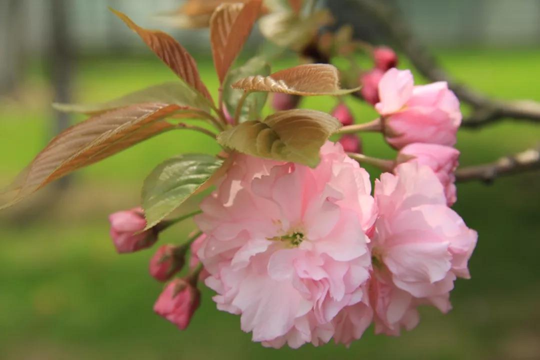 1522983154037016547.jpg 寰俊鍥剧墖_20180406104150.jpg