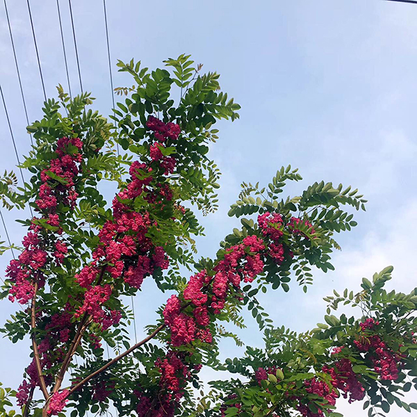 1526261891168095061.jpg 寰俊鍥剧墖_20180514092557.jpg
