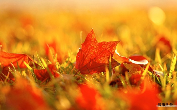 nature_081006_autumn_golden_season_18635_10.jpg