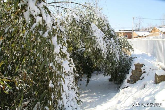 洛宁雷志远——来我们豫西山区景阳镇郭庄村来看雪吧(图18)