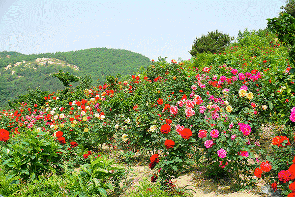春花秋月无语(图4)