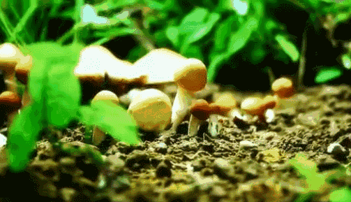 春天来了