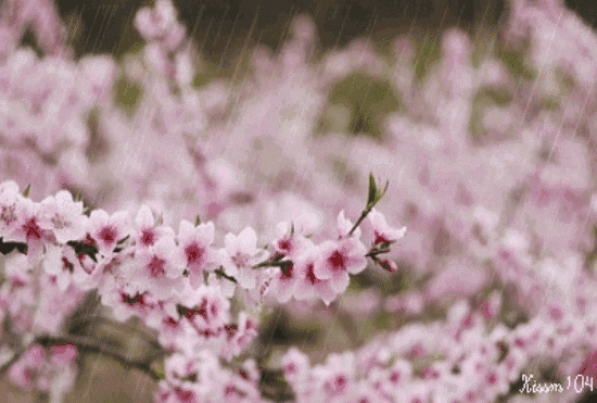 春雨催桃花