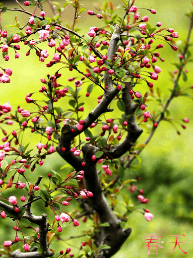 十六字令•云湖春花开