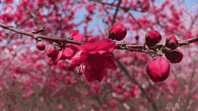 春之芳华·秋之婉约(图4)