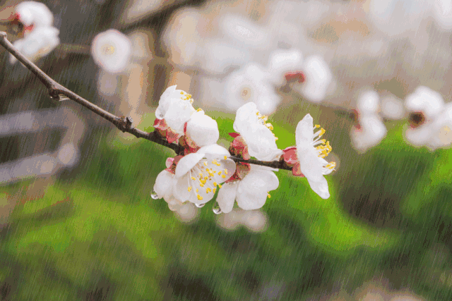 七绝·春雨(图2)
