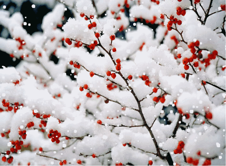 雪儿 我真不懂你的心