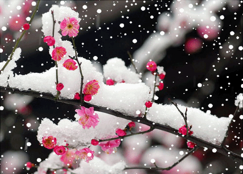雪儿 我真不懂你的心(图2)