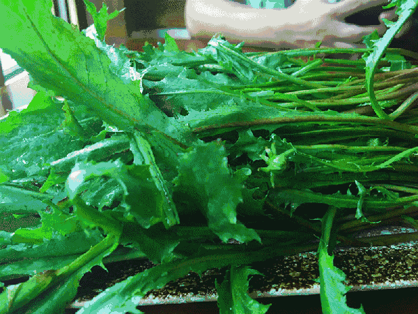 春天的野菜,野菜的春天(图2)