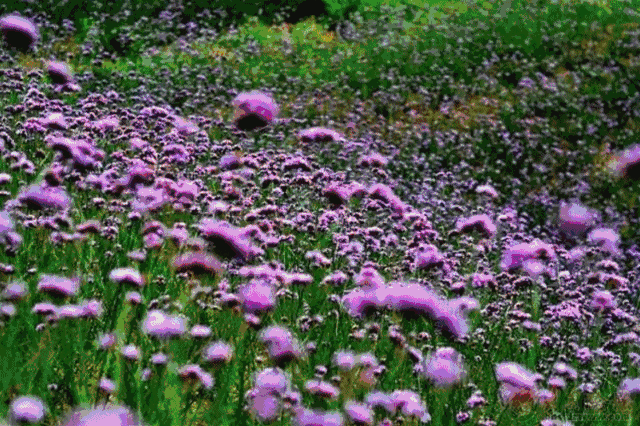 春 花 烂 漫(图2)