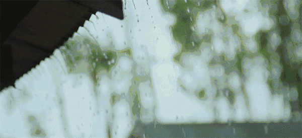 梨花春雨（图2）