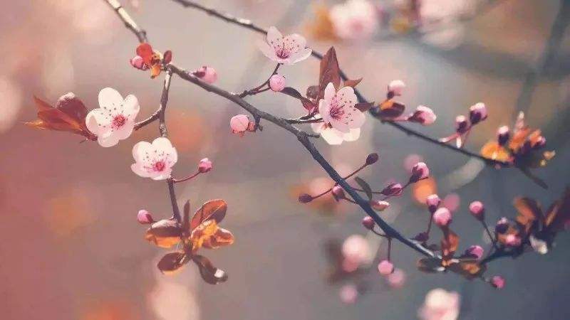 七律·人 间 四 月 天 ( 新 韵 )
