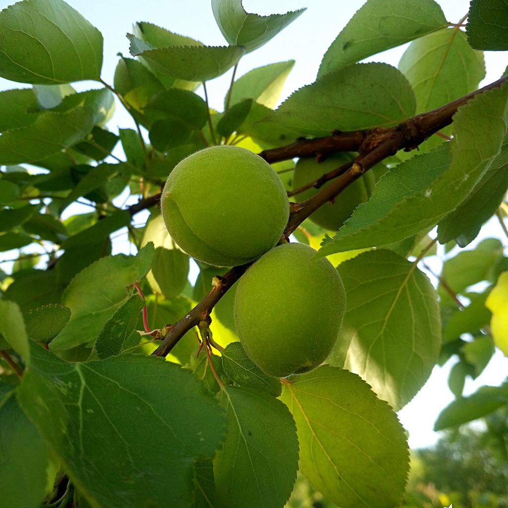 忆青杏