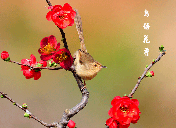 你好 春天