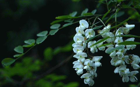 槐花开了(图2)
