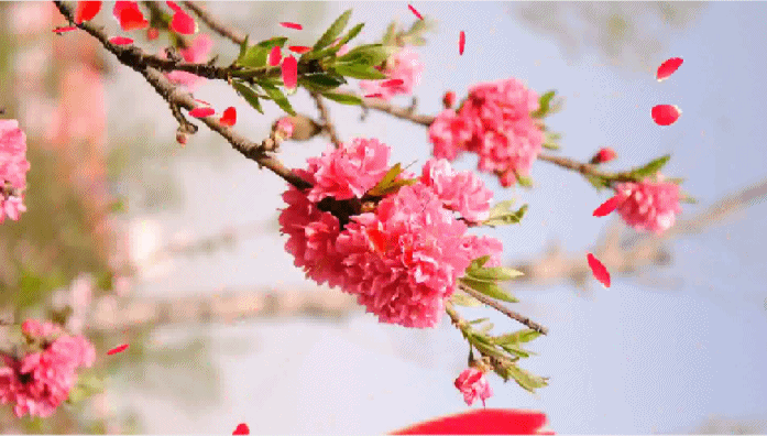 花 文/西楼 诵/李青春