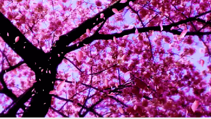 花 文/西楼 诵/李青春(图2)