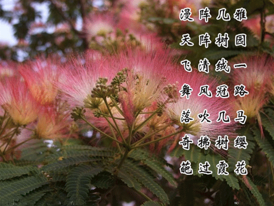 鹧鸪天 合欢花赋三章 文/刘成宏 诵/林海（图2）
