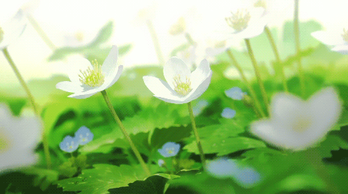 ​西楼文苑网络文化传媒为您推送最新现代诗专辑24/6/2019（图4）