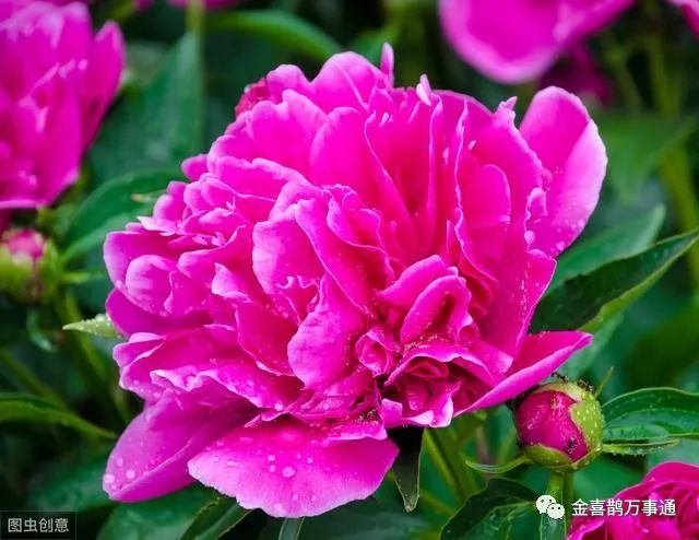 舌尖上的济南平阴名吃,玫瑰梨丸子(图2)