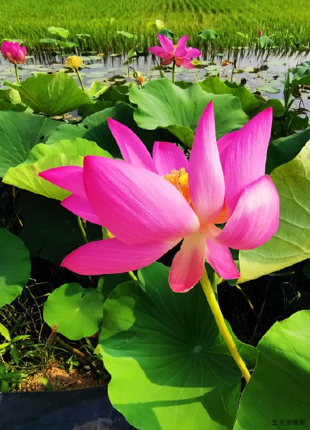 夏风吹荷塘.疯舞花情雅---王乐洲摄