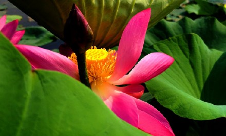 夏风吹荷塘.疯舞花情雅---王乐洲摄