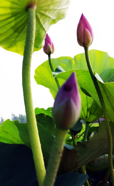夏风吹荷塘.疯舞花情雅---王乐洲摄