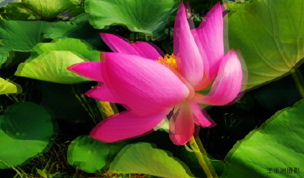 夏风吹荷塘.疯舞花情雅---王乐洲摄