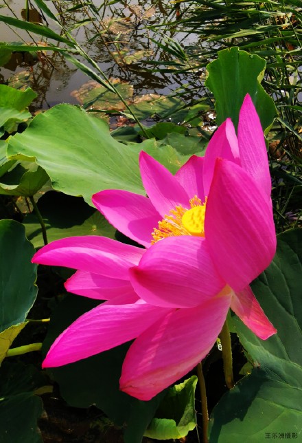 夏风吹荷塘.疯舞花情雅---王乐洲摄