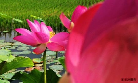 夏风吹荷塘.疯舞花情雅---王乐洲摄
