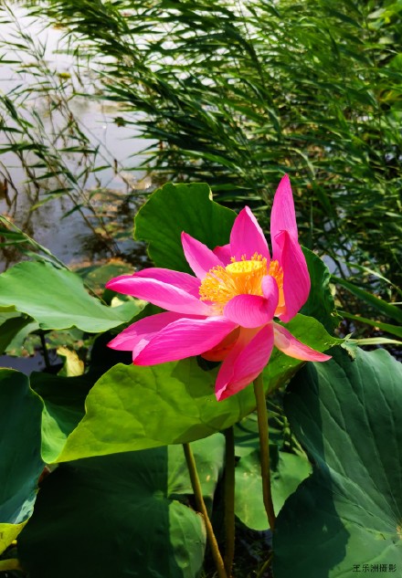夏风吹荷塘.疯舞花情雅---王乐洲摄