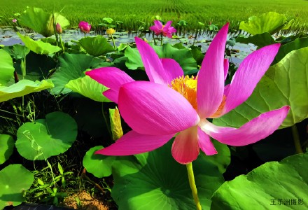 夏风吹荷塘.疯舞花情雅---王乐洲摄