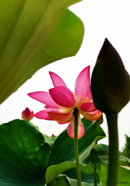 夏风吹荷塘.疯舞花情雅---王乐洲摄