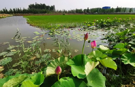 夏风吹荷塘.疯舞花情雅---王乐洲摄