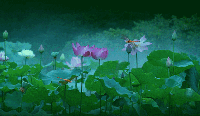 望江南一组•赏荷1 文/风鸽（张晓峰） 诵/林海（图4）